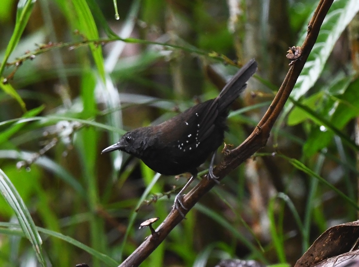 Black-throated Antbird - ML615631307