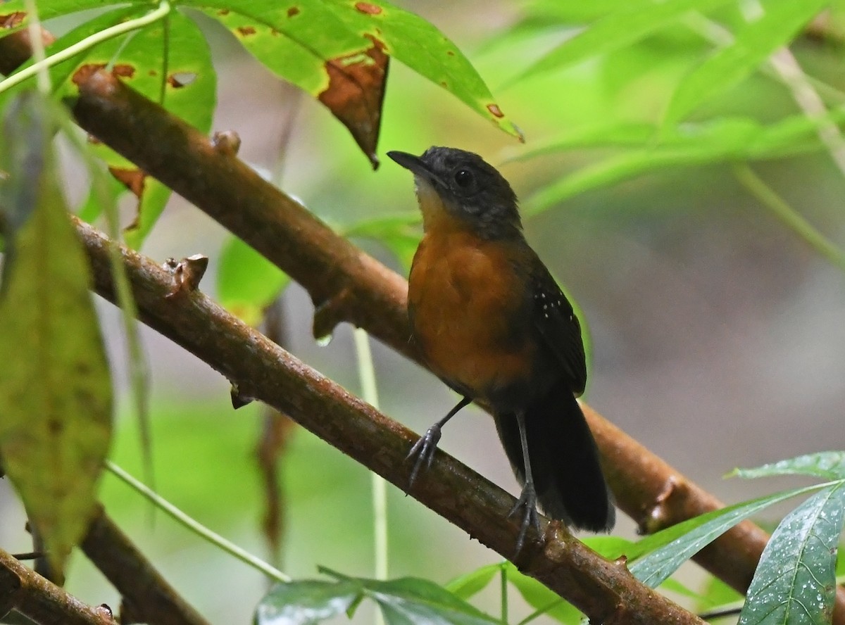 Black-throated Antbird - ML615631309
