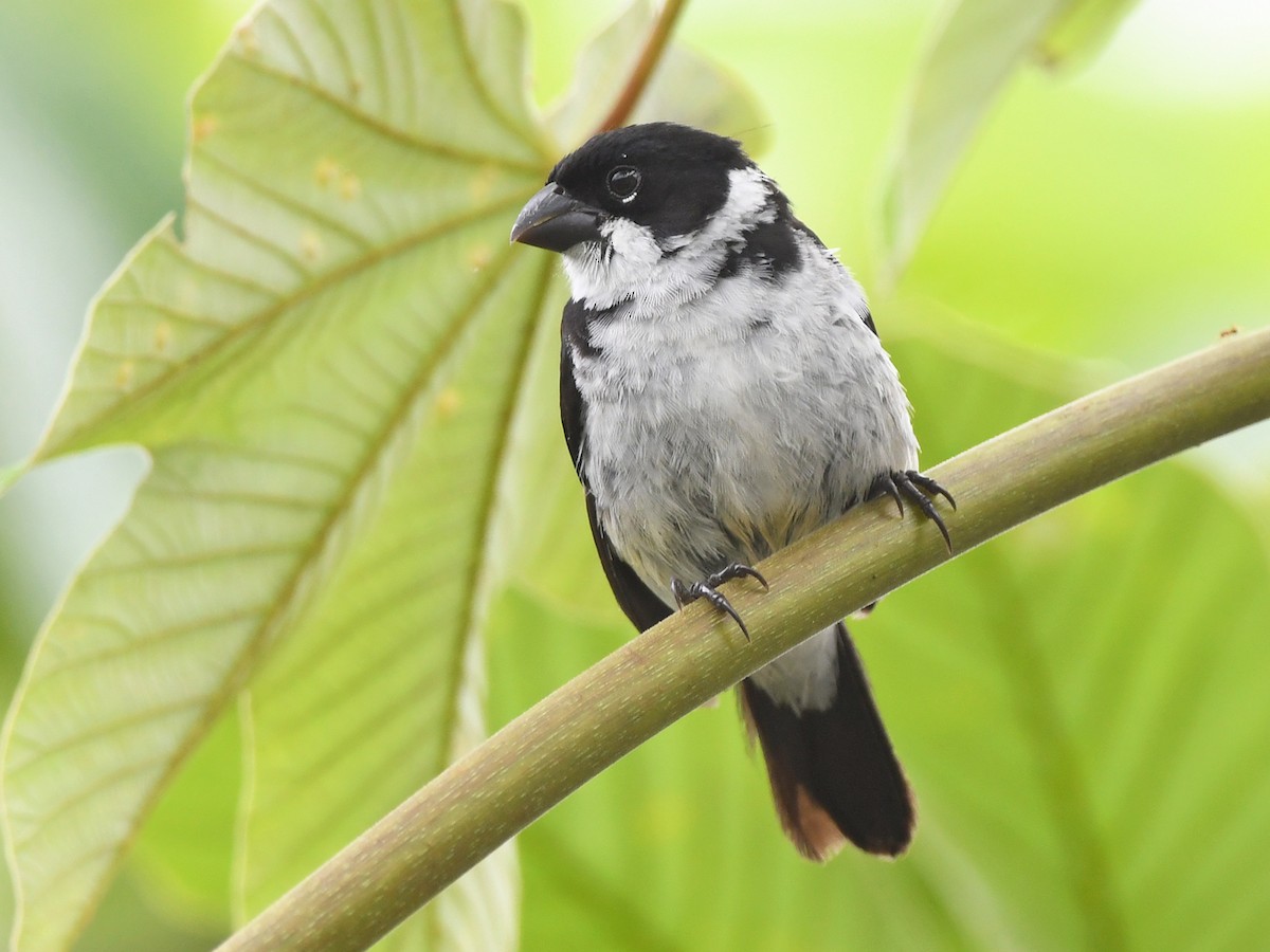 Wing-barred Seedeater (Caqueta) - ML615631319