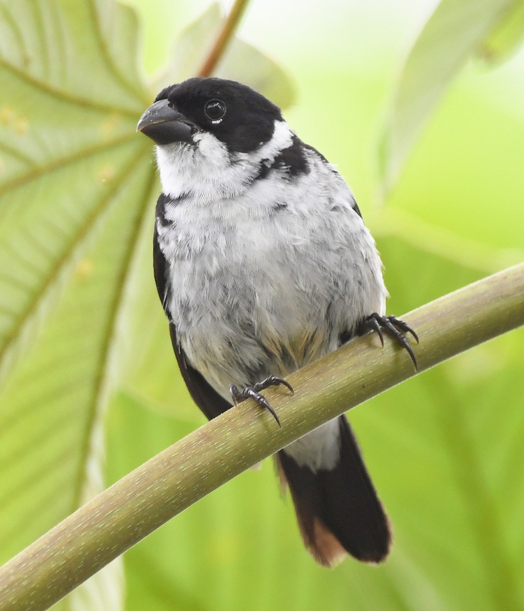 Wing-barred Seedeater (Caqueta) - ML615631320