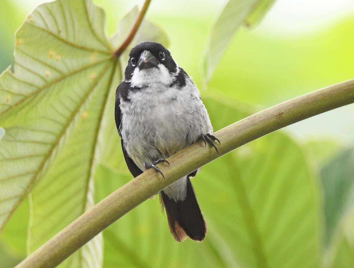 Wing-barred Seedeater (Caqueta) - ML615631321