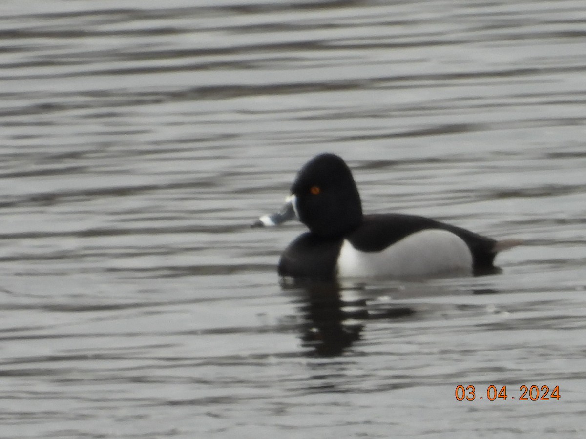 Ring-necked Duck - ML615631333