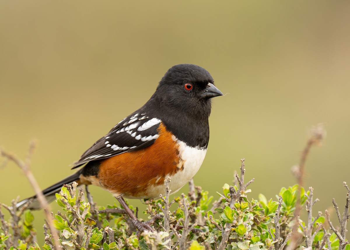 Spotted Towhee - ML615631636