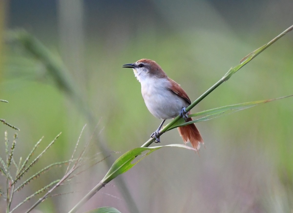 Yellow-chinned Spinetail - ML615631671