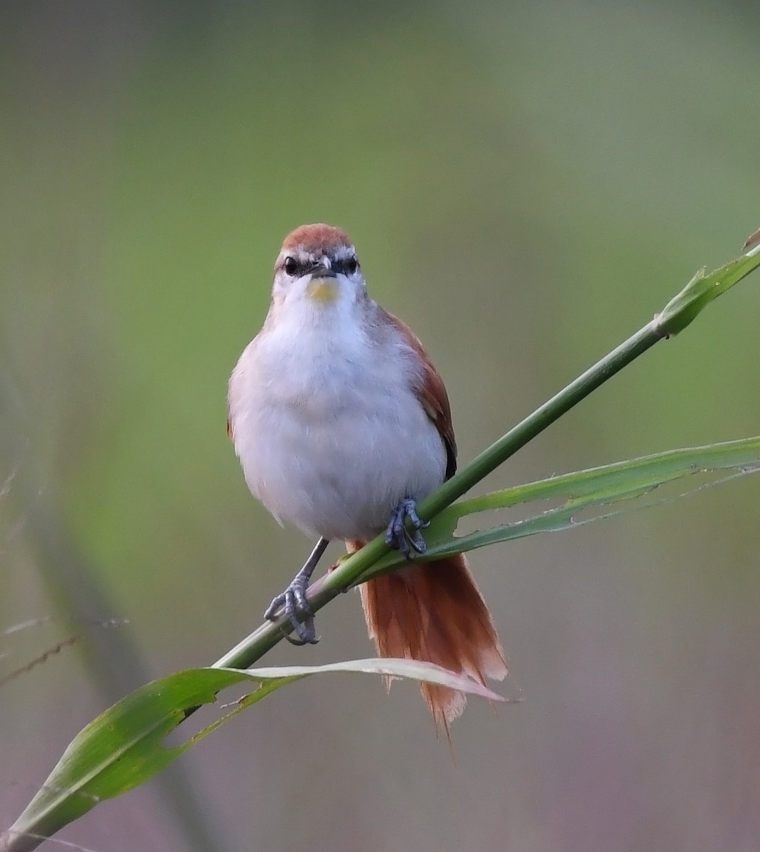 Yellow-chinned Spinetail - ML615631673