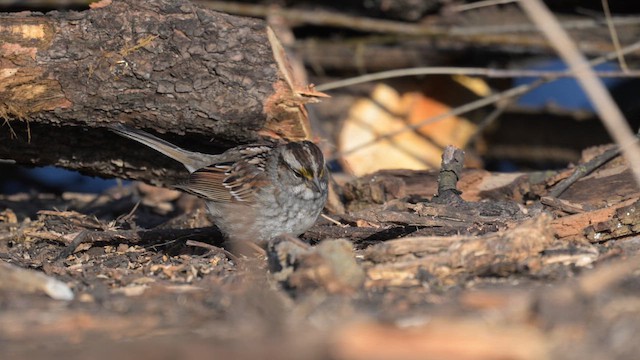 White-throated Sparrow - ML615631703