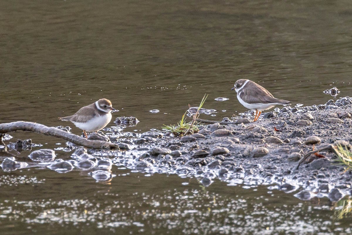 Semipalmated Plover - ML615631931