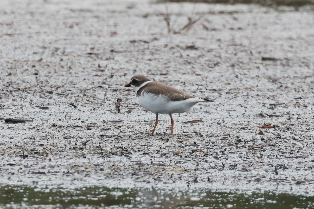 Semipalmated Plover - ML615632295
