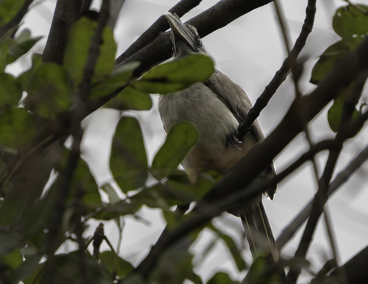 Indian Gray Hornbill - ML615632494