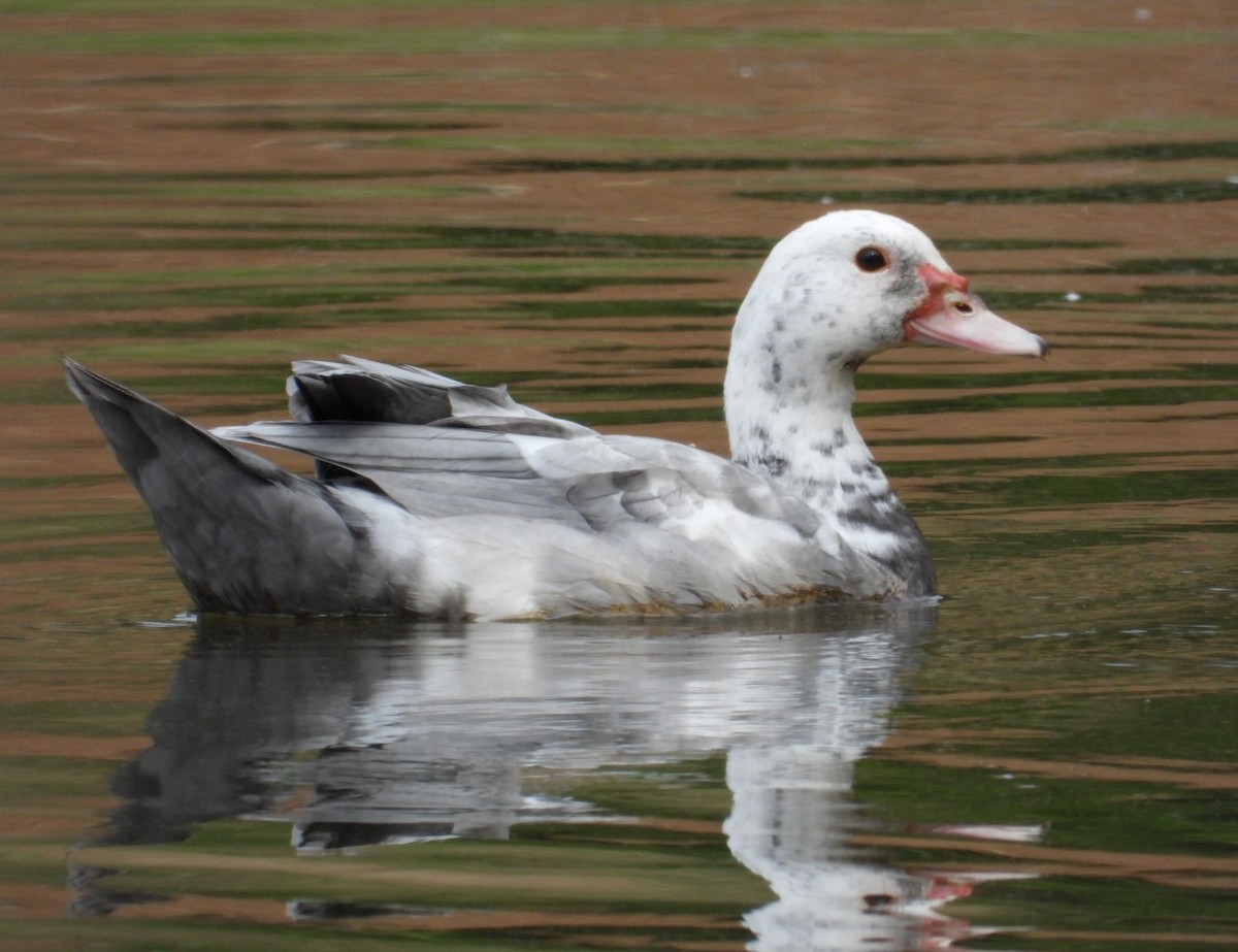 Muscovy Duck (Domestic type) - ML615632594