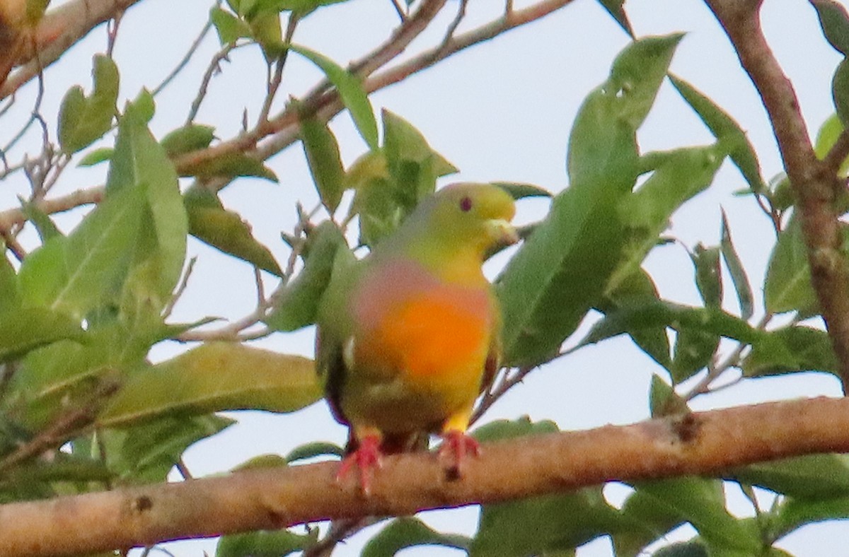 Orange-breasted Green-Pigeon - ML615632607