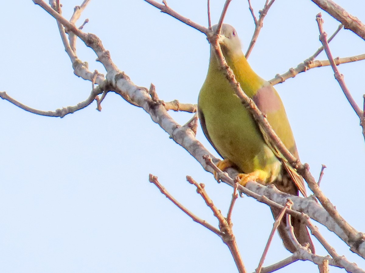 Yellow-footed Green-Pigeon - ML615632678