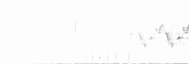Paruline à croupion jaune (goldmani) - ML615632709