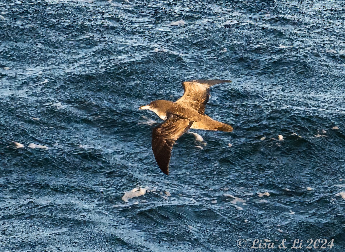Pink-footed Shearwater - ML615632712