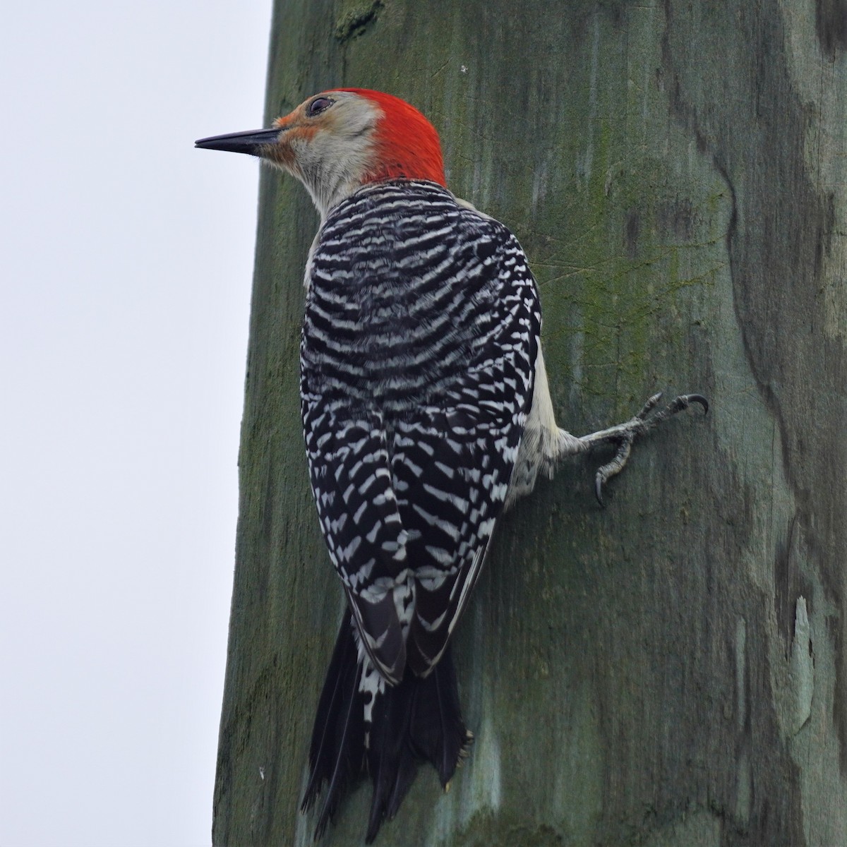 Red-bellied Woodpecker - ML615632776