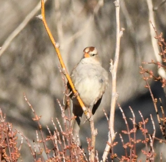 White-crowned Sparrow - ML615632998