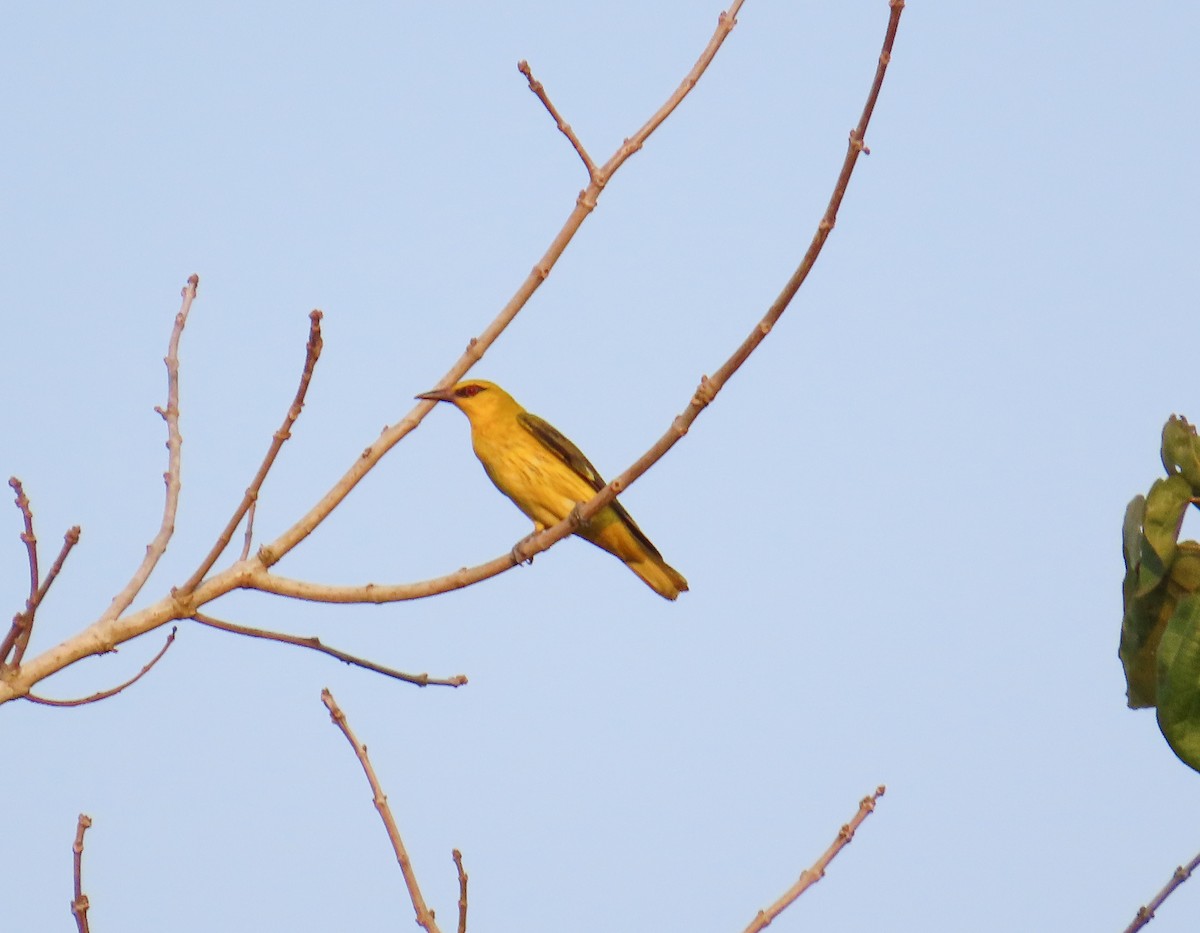 Indian Golden Oriole - ML615633054