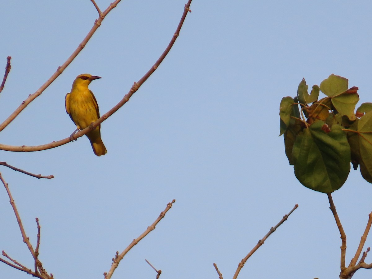 Indian Golden Oriole - ML615633083