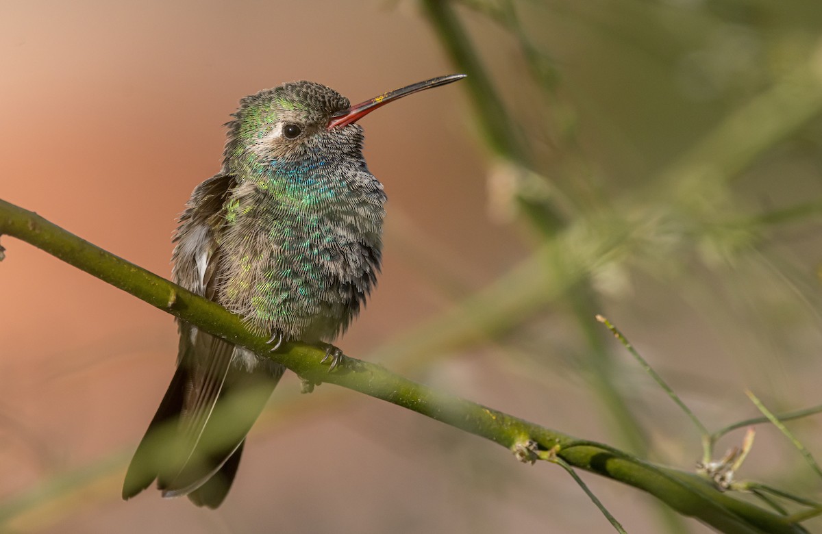 Broad-billed Hummingbird - Braxton Landsman