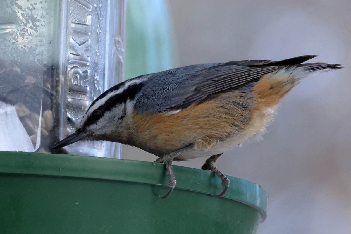 Red-breasted Nuthatch - Bruno C