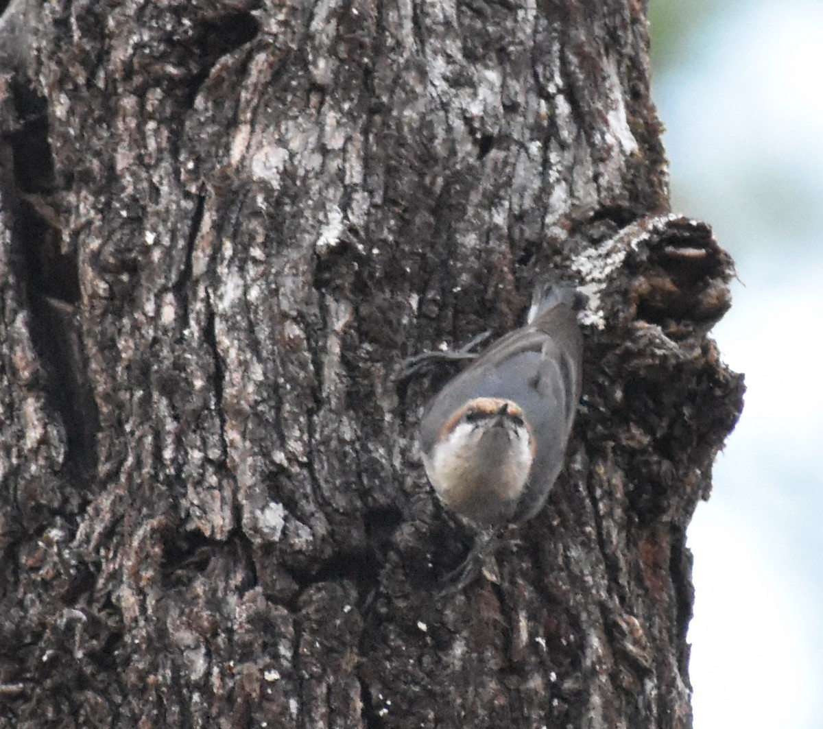 Brown-headed Nuthatch - ML615633339