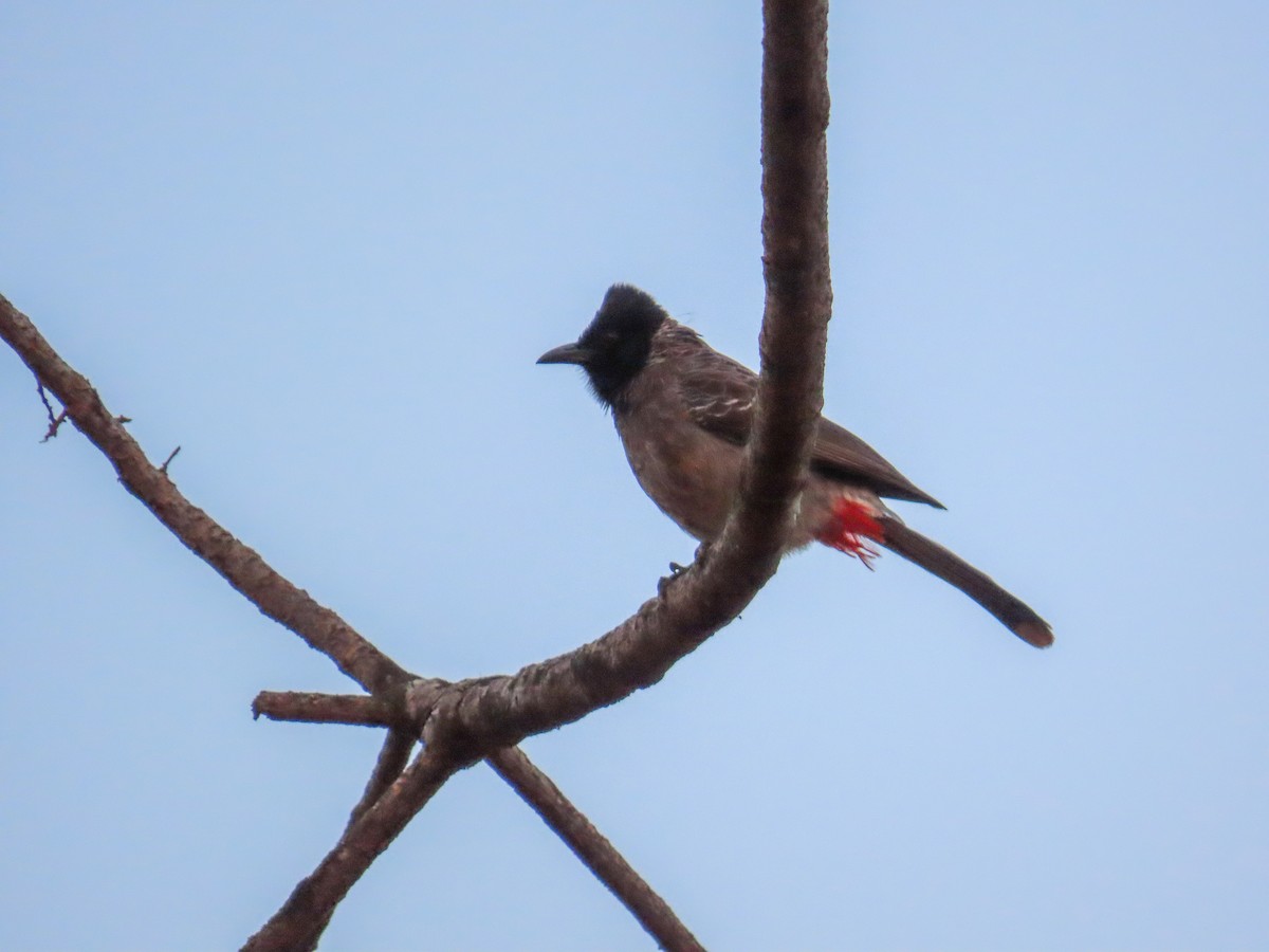 Red-vented Bulbul - ML615633416