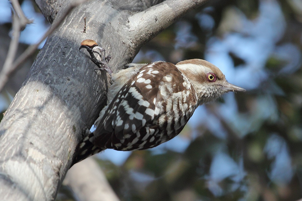 Brown-capped Pygmy Woodpecker - ML615633486