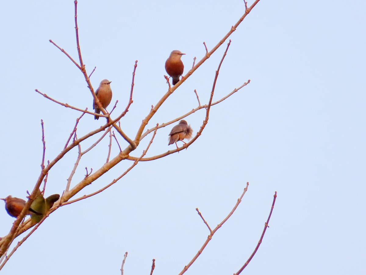 Chestnut-tailed Starling - ML615633489