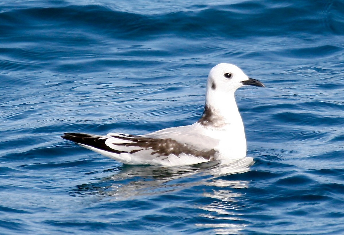 Mouette tridactyle - ML615633558