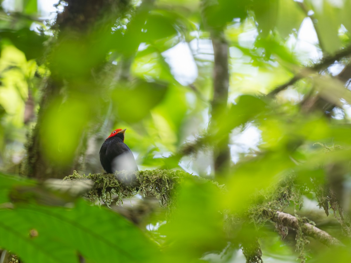 Red-capped Manakin - ML615633838
