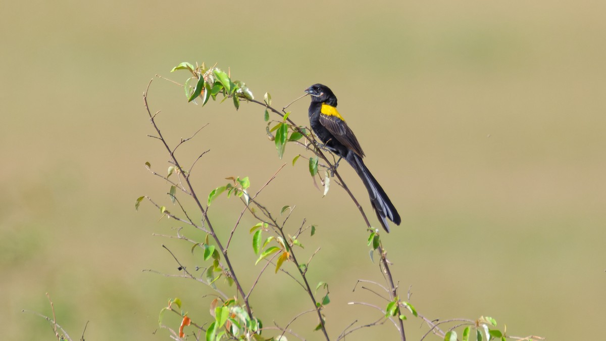 Yellow-mantled Widowbird - ML615633845