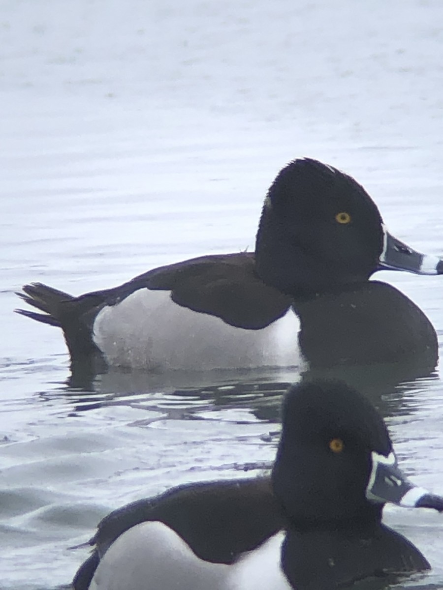 Ring-necked Duck - ML615633886