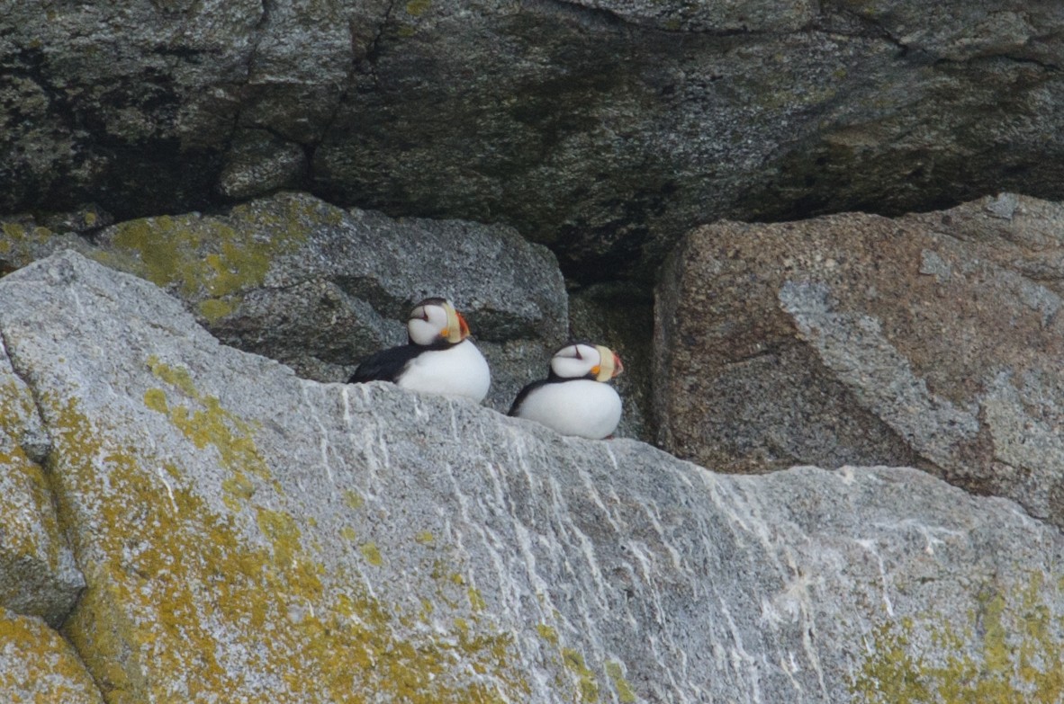 Horned Puffin - ML615633963