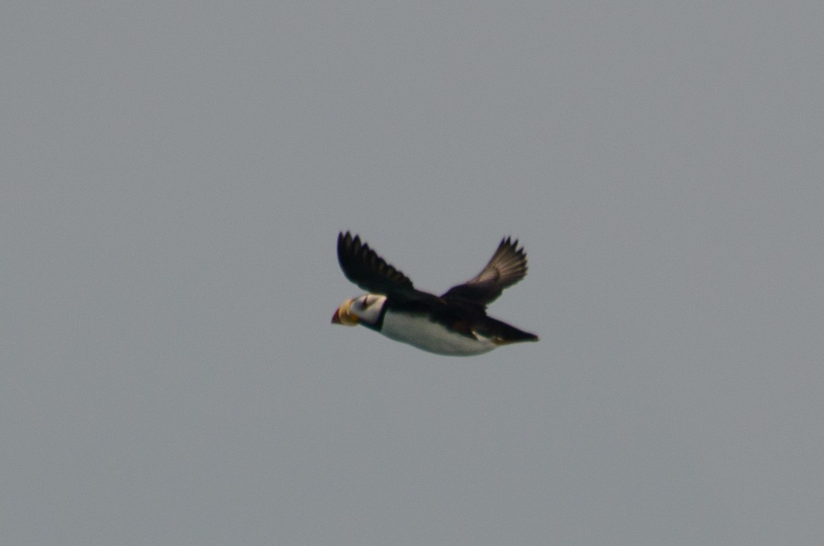 Horned Puffin - ML615633981