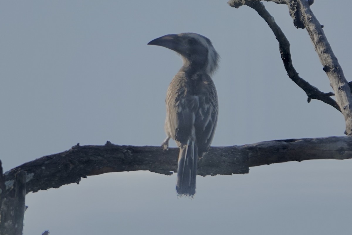 African Gray Hornbill - ML615634114