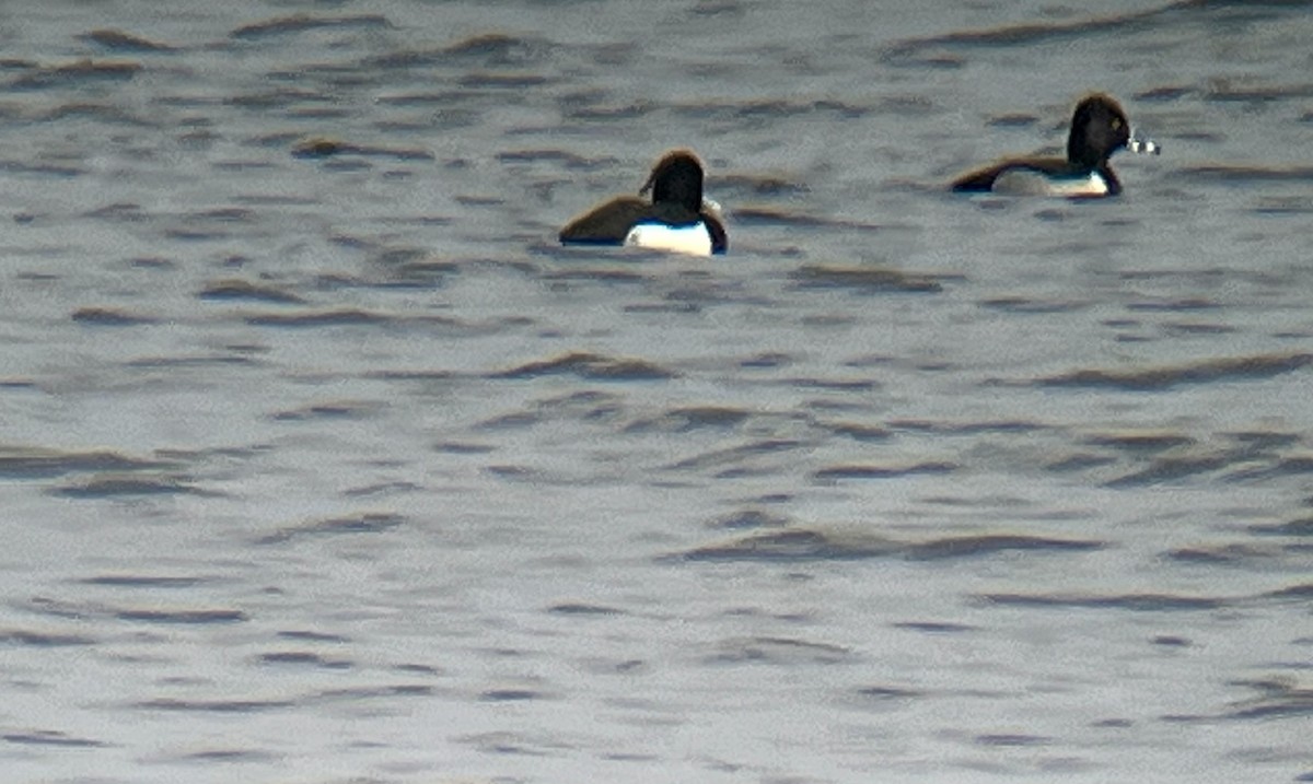 Tufted Duck - Stacy Robinson