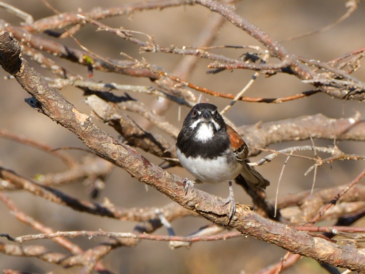 Black-chested Sparrow - Isain Contreras