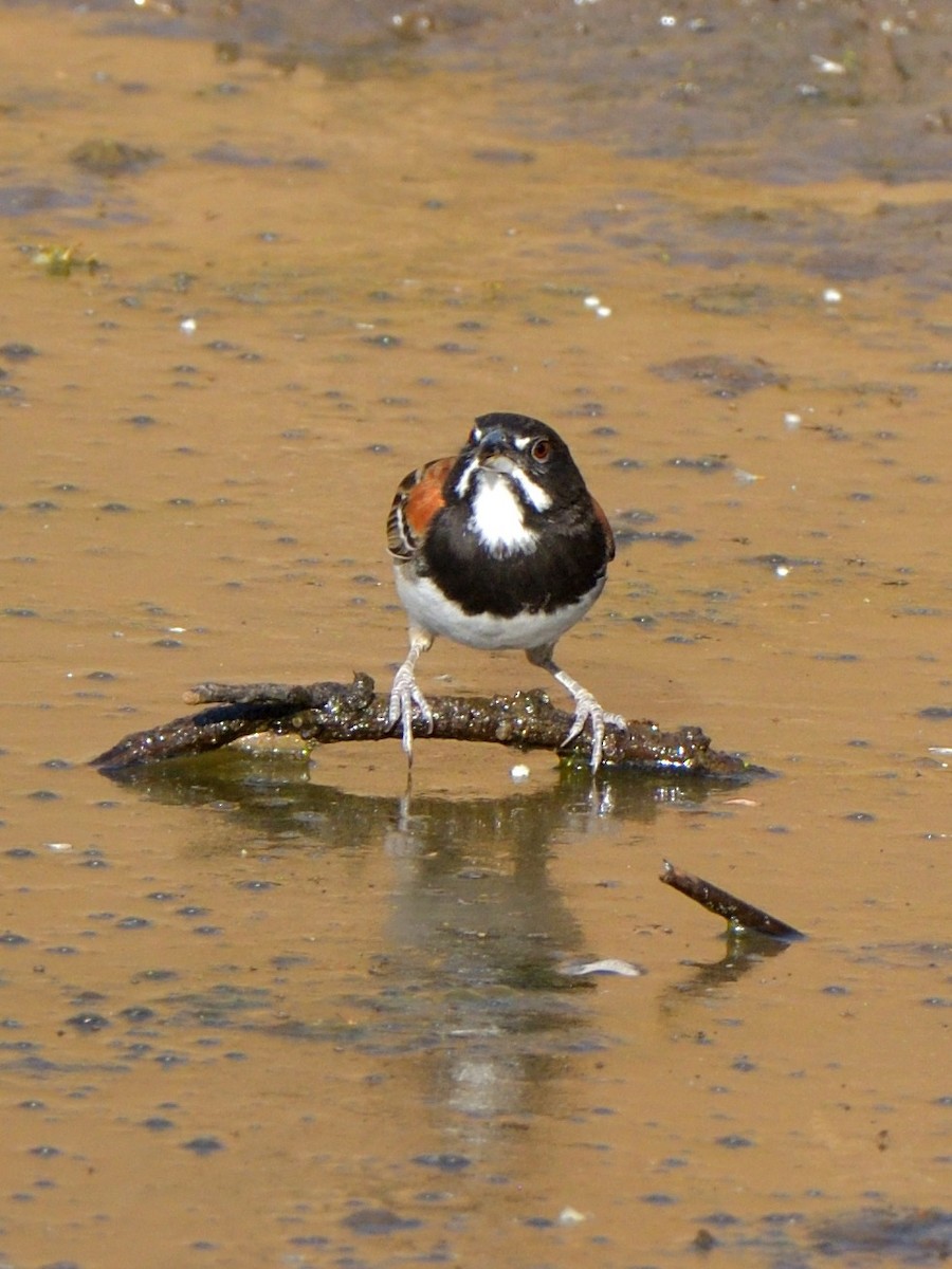 Black-chested Sparrow - ML615634390