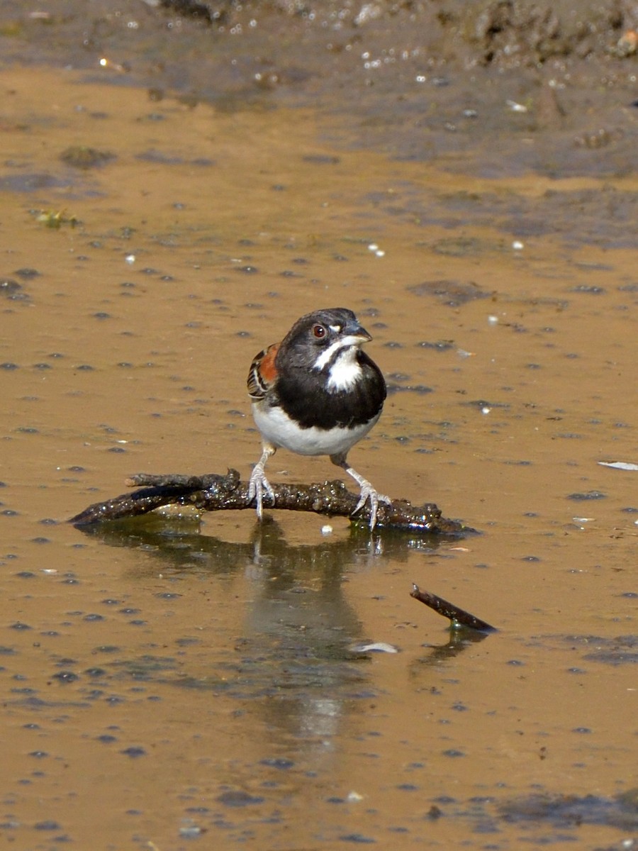 Black-chested Sparrow - ML615634391