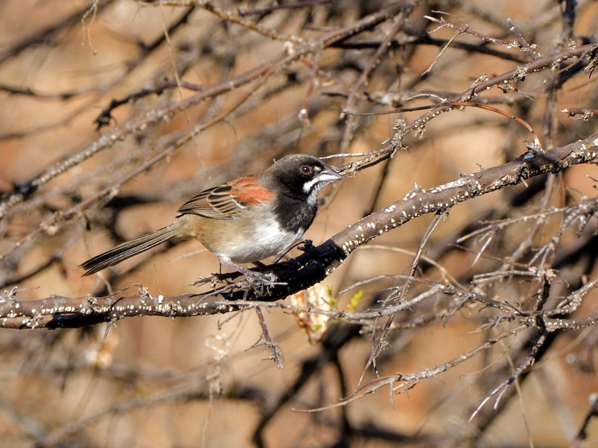 Black-chested Sparrow - Isain Contreras