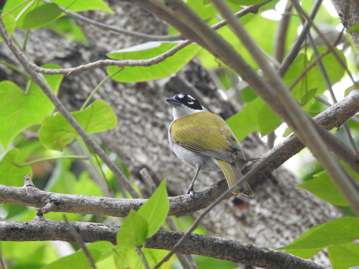 Black-crowned Palm-Tanager - ML615634501