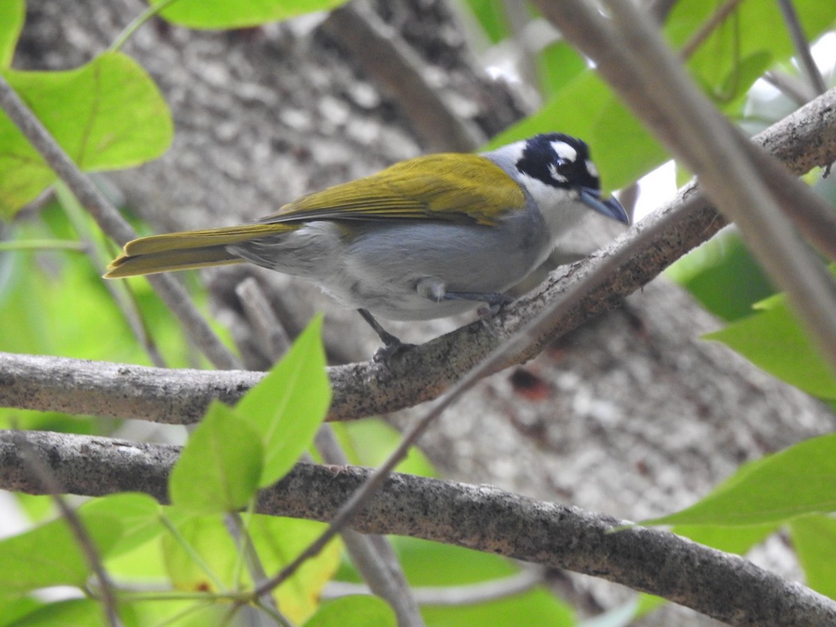 Black-crowned Palm-Tanager - ML615634502