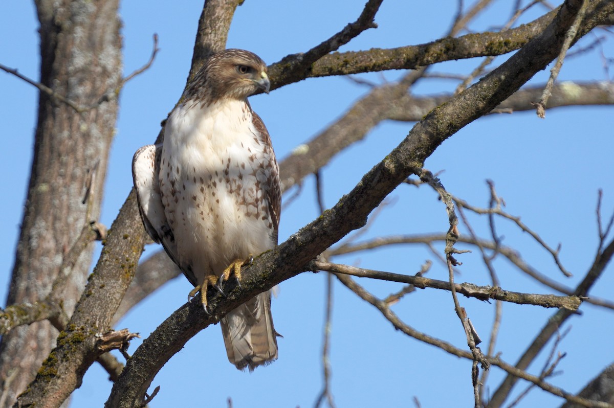 Red-tailed Hawk - ML615634534