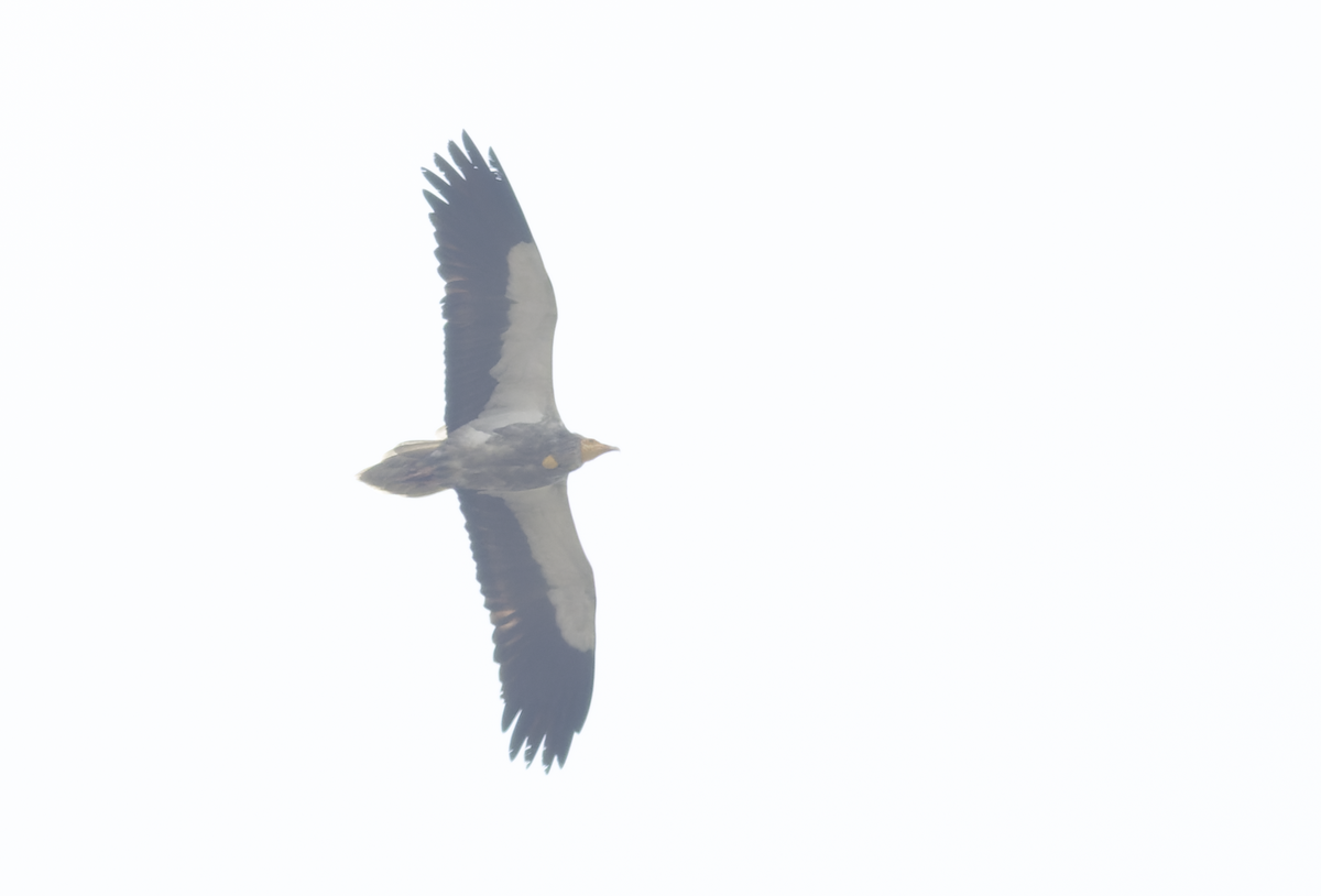 Egyptian Vulture - ML615634713