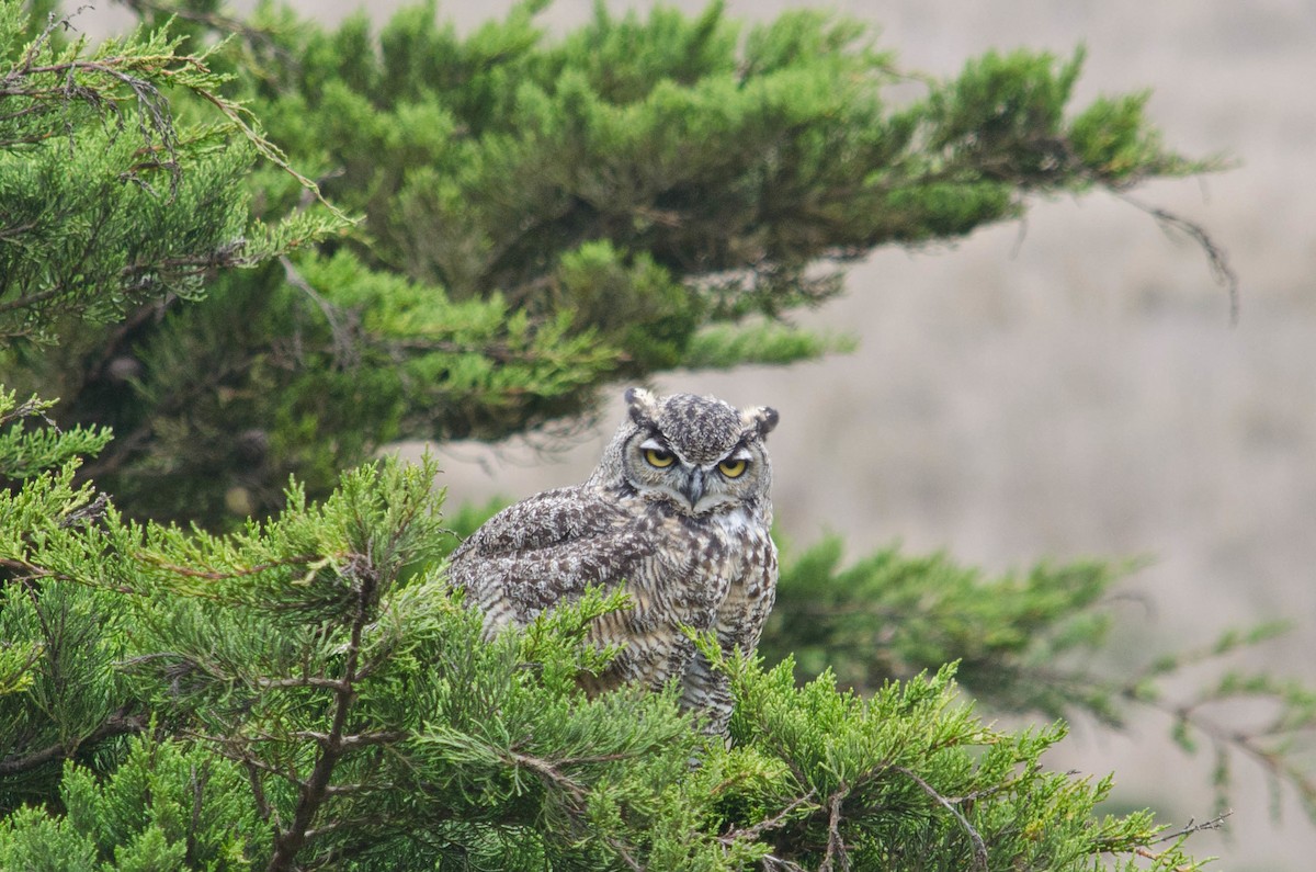 Great Horned Owl - ML615634728
