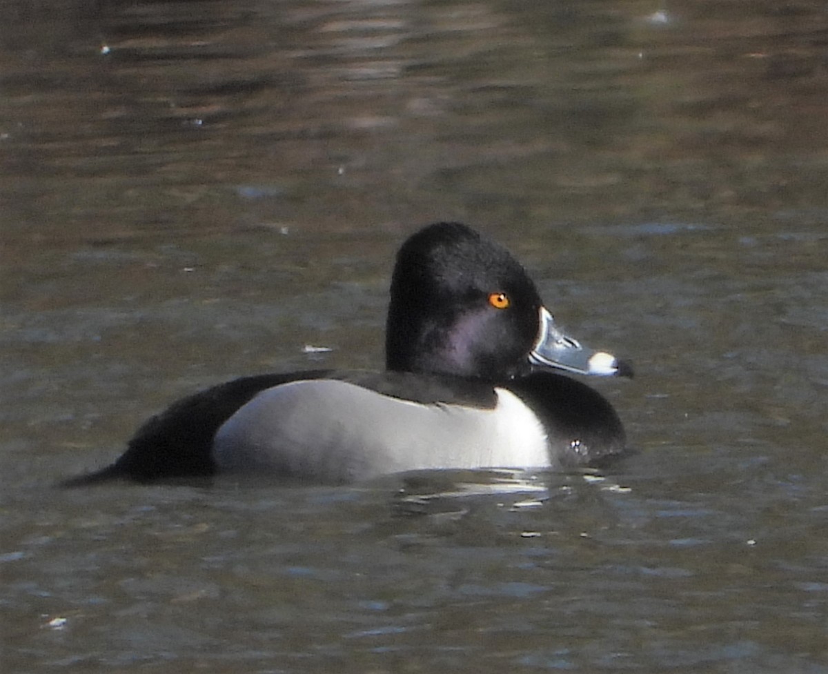 Ring-necked Duck - ML615634745