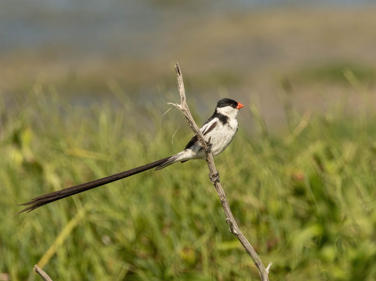 Pin-tailed Whydah - ML615634766