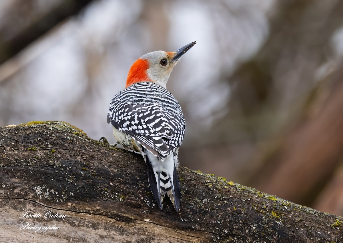 Red-bellied Woodpecker - Lisette Croteau
