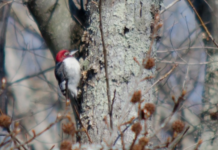 Red-headed Woodpecker - Frank Fogarty