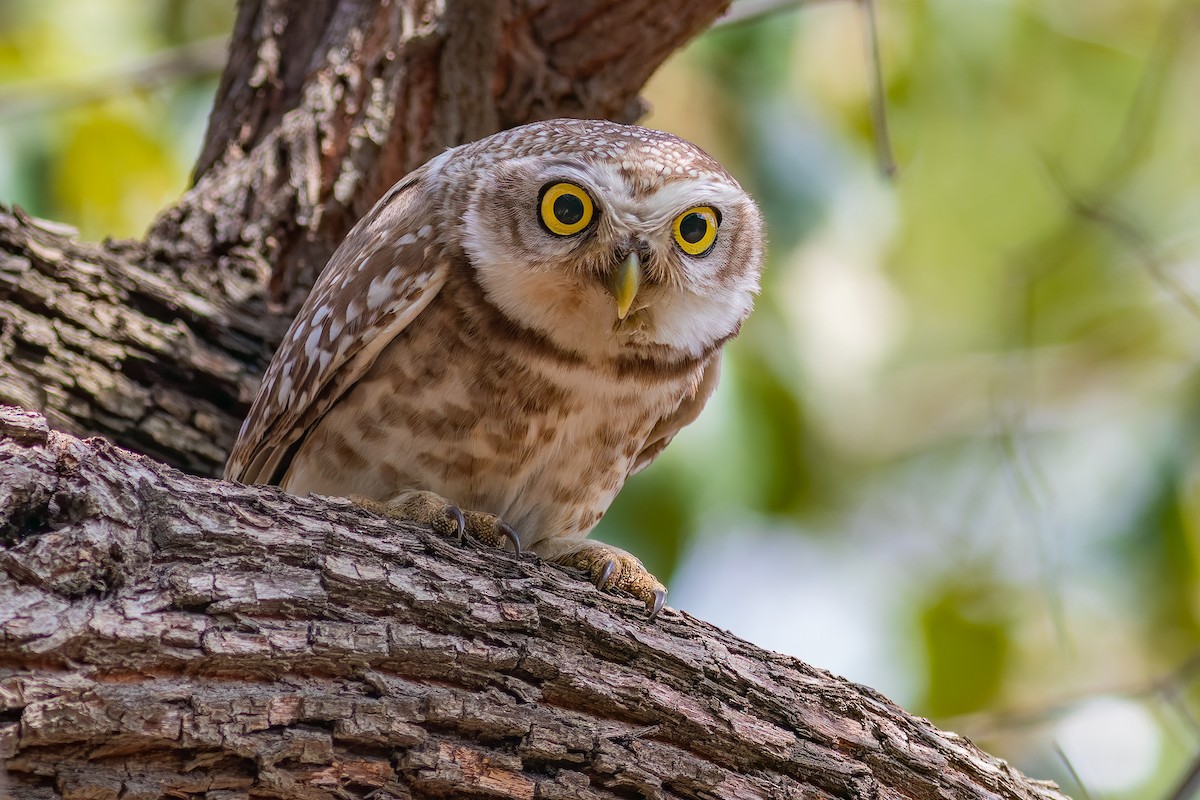 Spotted Owlet - Kavi Nanda